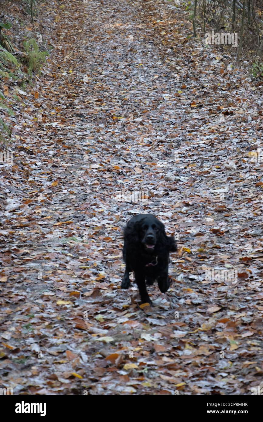 Black English Cocker Spaniel posiert im farbenfrohen Herbstwald, Symbol für Jagdhund, Loyalität, Outdoor-Abenteuer und saisonale Schönheit Stockfoto