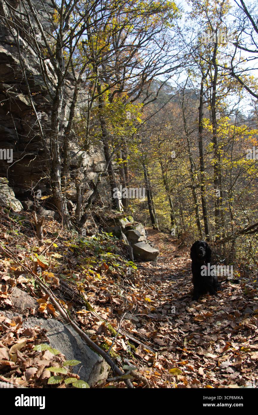 Black English Cocker Spaniel posiert im farbenfrohen Herbstwald, Symbol für Jagdhund, Loyalität, Outdoor-Abenteuer und saisonale Schönheit Stockfoto