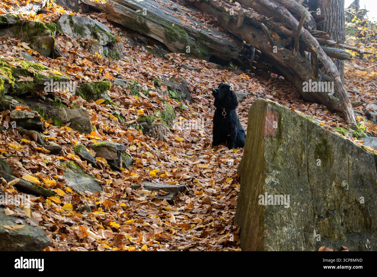 Black English Cocker Spaniel posiert im farbenfrohen Herbstwald, Symbol für Jagdhund, Loyalität, Outdoor-Abenteuer und saisonale Schönheit Stockfoto