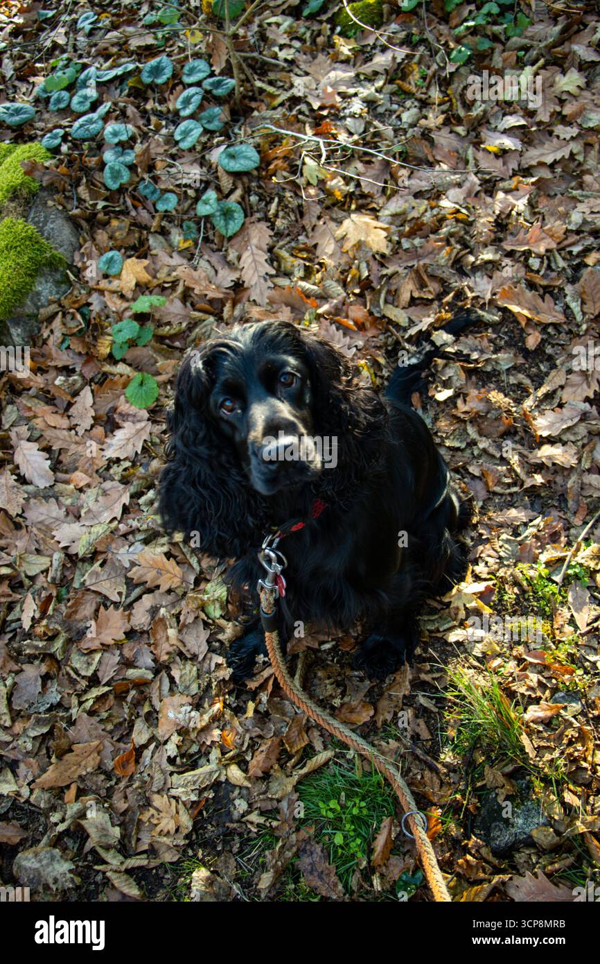Black English Cocker Spaniel posiert im farbenfrohen Herbstwald, Symbol für Jagdhund, Loyalität, Outdoor-Abenteuer und saisonale Schönheit Stockfoto