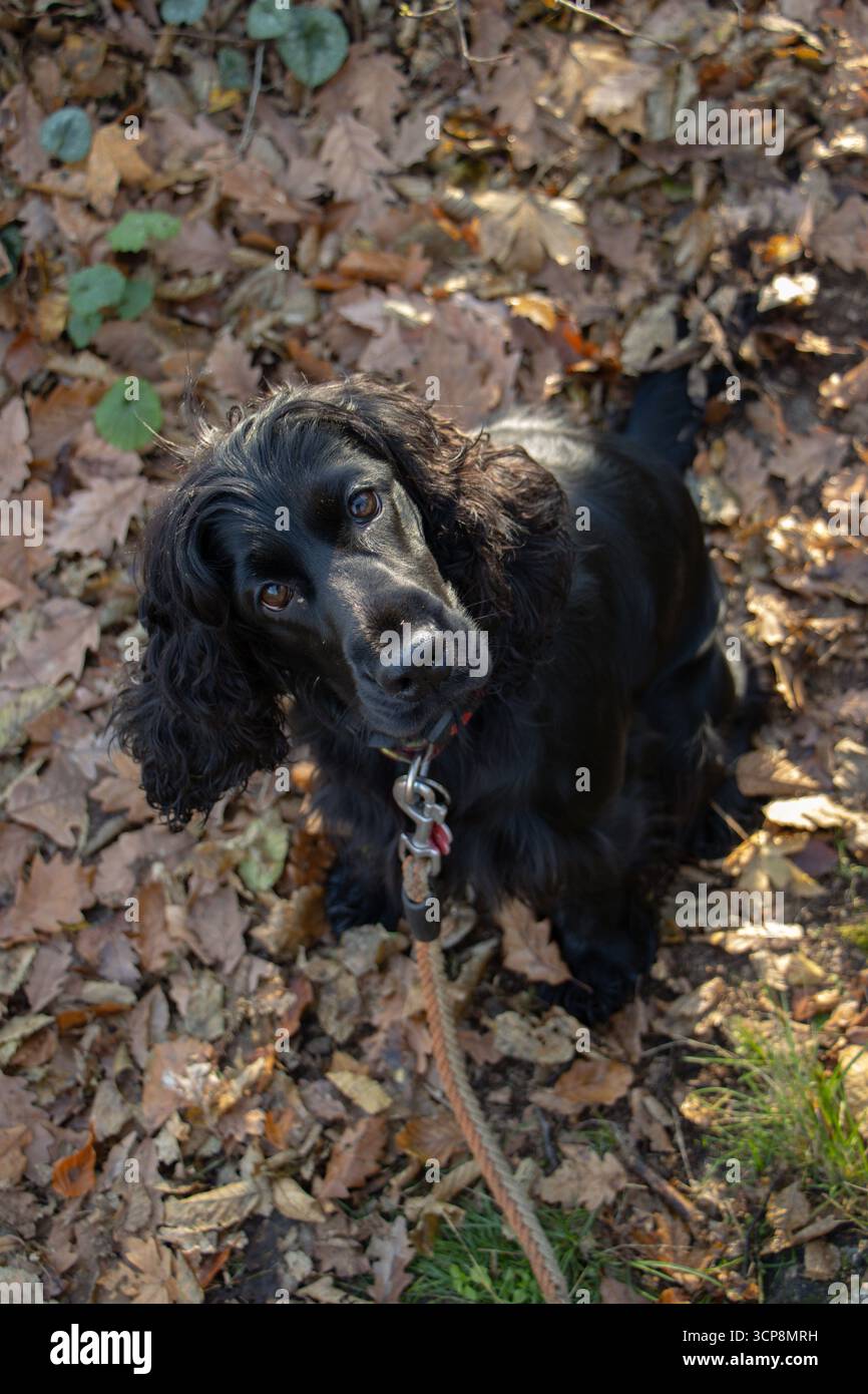 Black English Cocker Spaniel posiert im farbenfrohen Herbstwald, Symbol für Jagdhund, Loyalität, Outdoor-Abenteuer und saisonale Schönheit Stockfoto