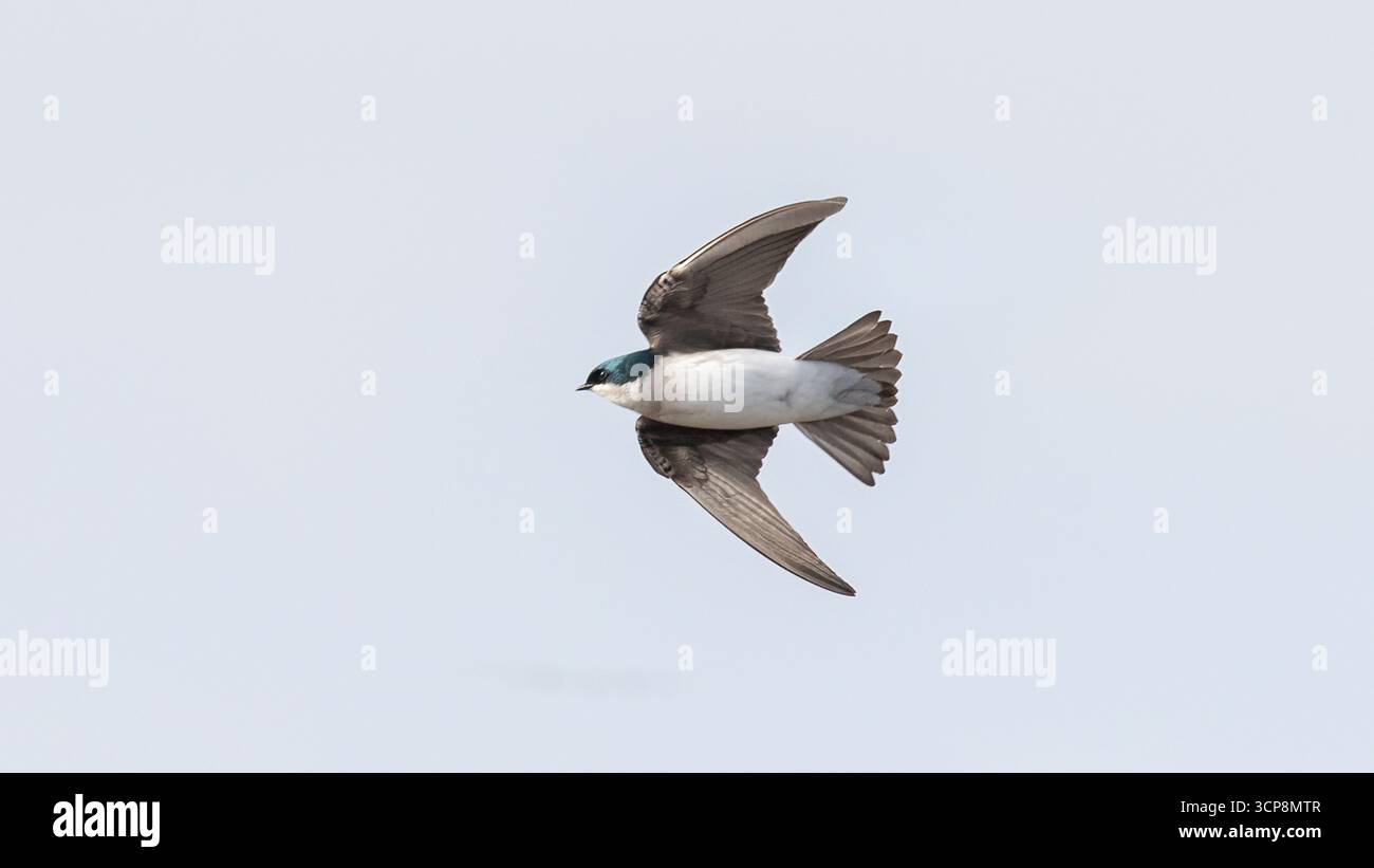Eine Baumschwalbe, die mit einem sauberen Hintergrund fliegt Stockfoto