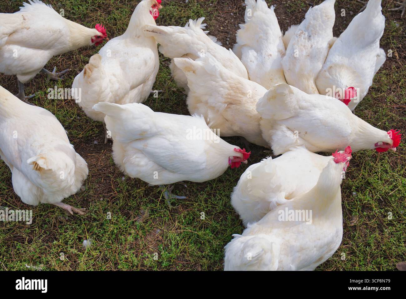 Weiße Hühner, die gemeinsam eine landwirtschaftliche Geflügelgruppe in ländlicher Umgebung füttern Stockfoto