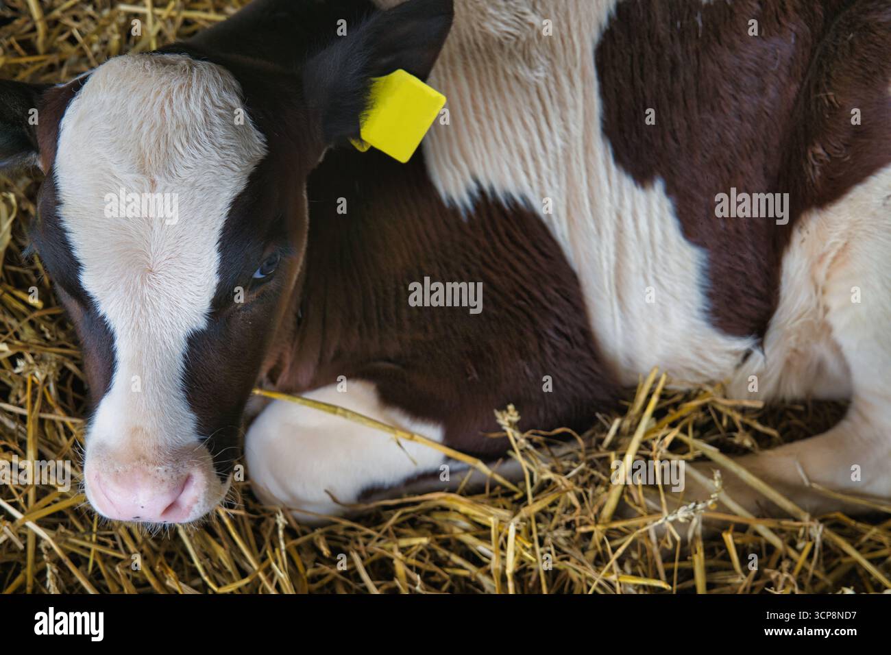 Baby-Kalb ruht friedlich auf Strohbeet in einer traditionellen Bauernscheune, Nahaufnahme der jungen Kuh mit Ohrmarke in der landwirtschaftlichen Umgebung Stockfoto