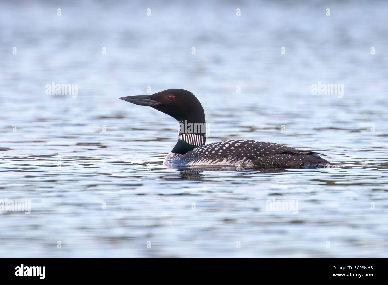Ein gewöhnlicher Seetaucher, der auf einem See im Bundesstaat Washington schwimmt Stockfoto