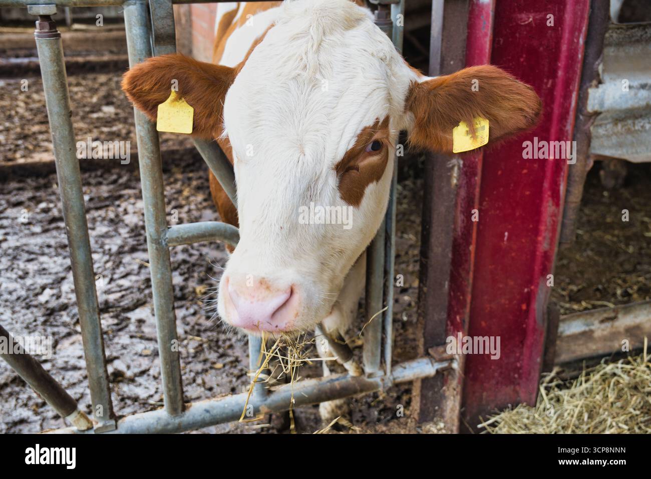 Milchkühe essen Heu im Stall, Viehzucht im Haus, Nahaufnahme des Kuhgesichts mit Ohrmarken, nachhaltige Landwirtschaft für die Milchproduktion Stockfoto