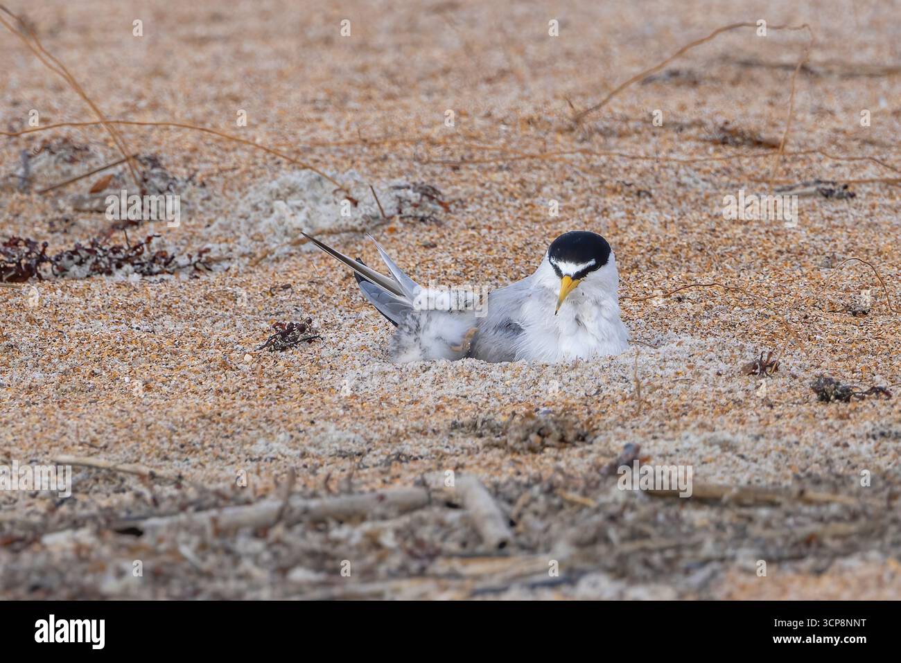 Ein Elternteil mit der geringsten Seeschwalbe und seiner Küken Stockfoto