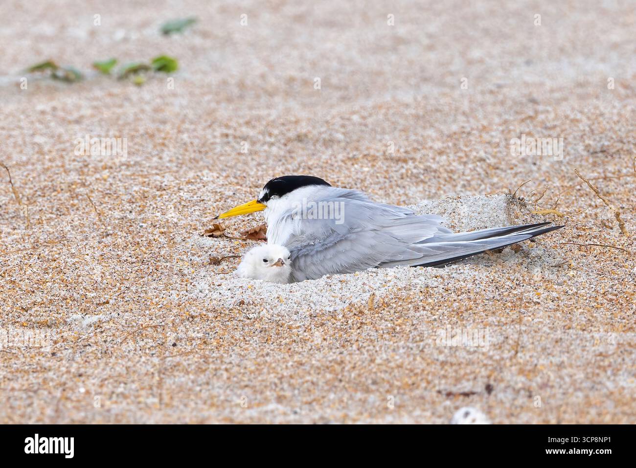 Ein Elternteil aus der wenigsten Seeschwalbe, der seine Küken schützt Stockfoto