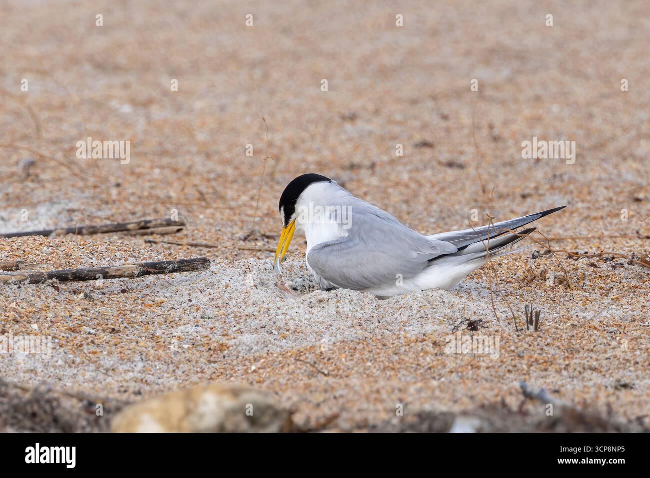 Ein Elternteil, der einen Fisch an sein Küken füttert Stockfoto