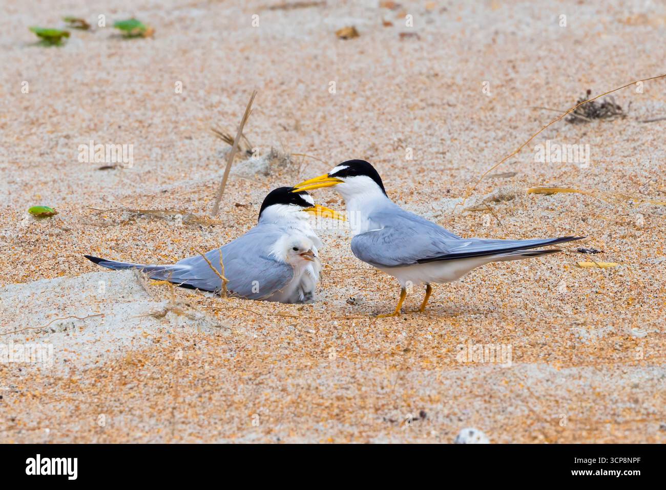 Die wenigsten Seeschwalbeneltern mit ihrer Tussi Stockfoto