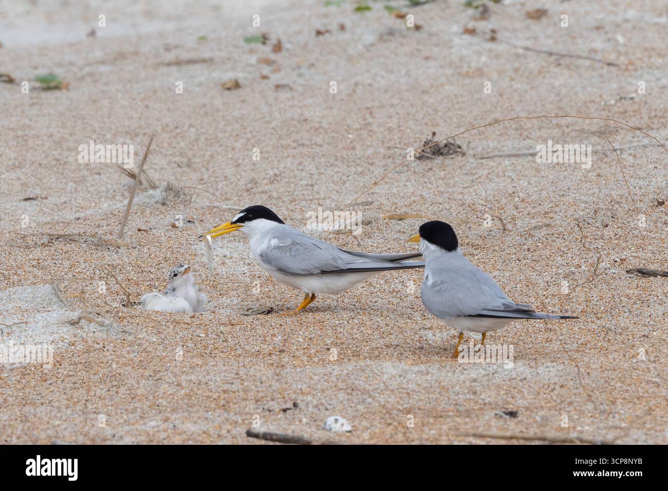 Ein Elternteil der wenigsten Seeschwalbe stellt seinem Küken einen Fisch zur Verfügung, während der andere Elternteil zusieht Stockfoto