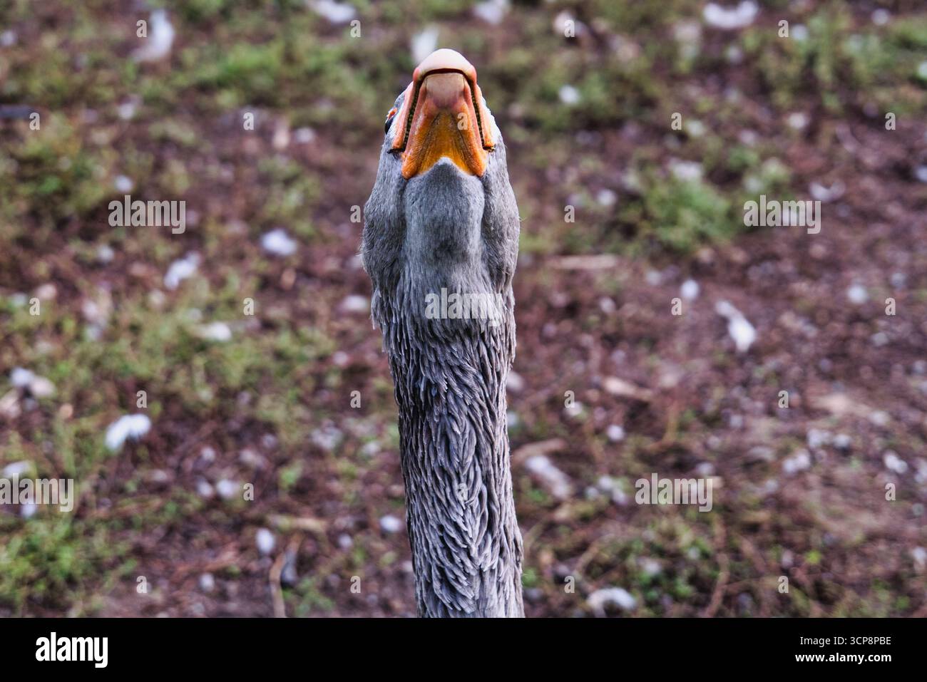 Nahaufnahme grauer Gänsekopf, Porträt von Nutztieren im Freien, Schnabel- und Federdetails, Hausvogel in natürlicher Umgebung, ländliche Landwirtschaft, Tierwelt Stockfoto