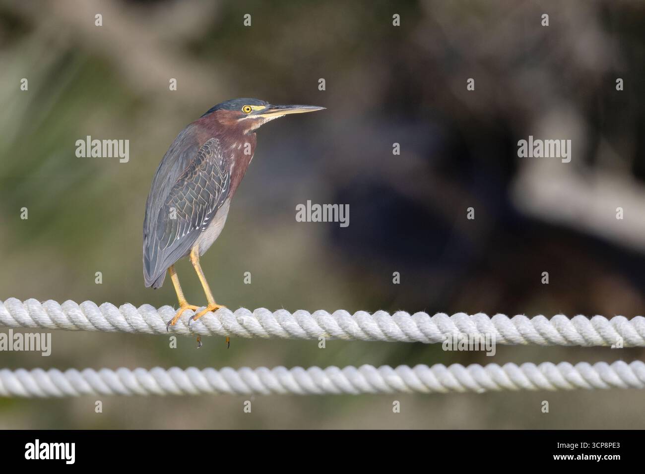 Ein grüner Reiher, der auf einem Seil steht, mit einem sauberen Hintergrund Stockfoto