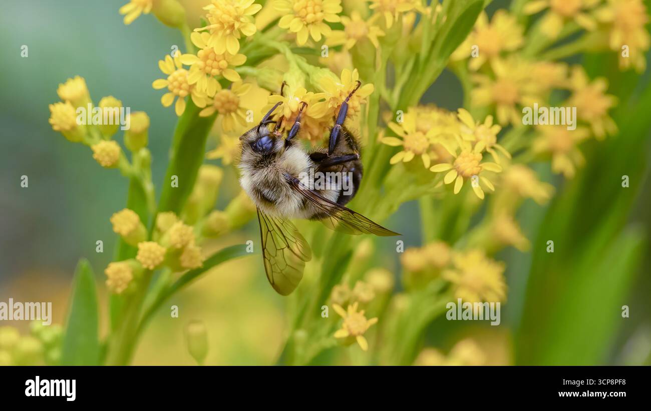 Eine gewöhnliche Osthummel besucht gelbe Blüten Stockfoto
