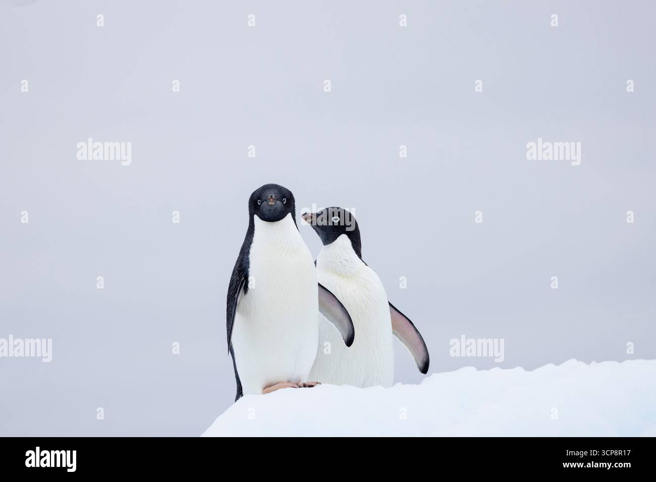 Zwei Adelie-Pinguine auf einer Eisscholle Stockfoto