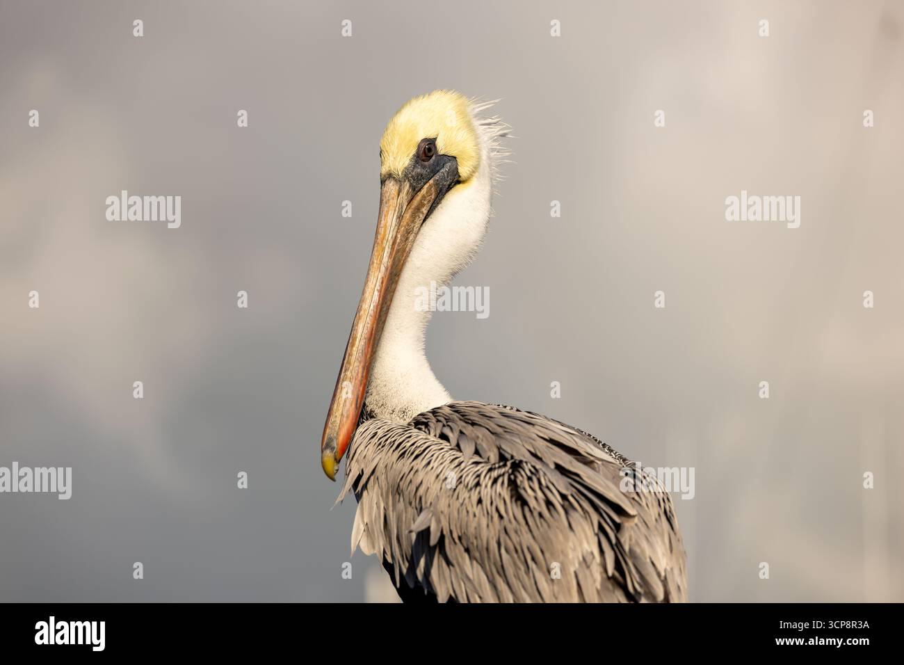 Ein Porträt eines erwachsenen braunen Pelikans, der mit einem sauberen Hintergrund auf die Kamera blickt Stockfoto
