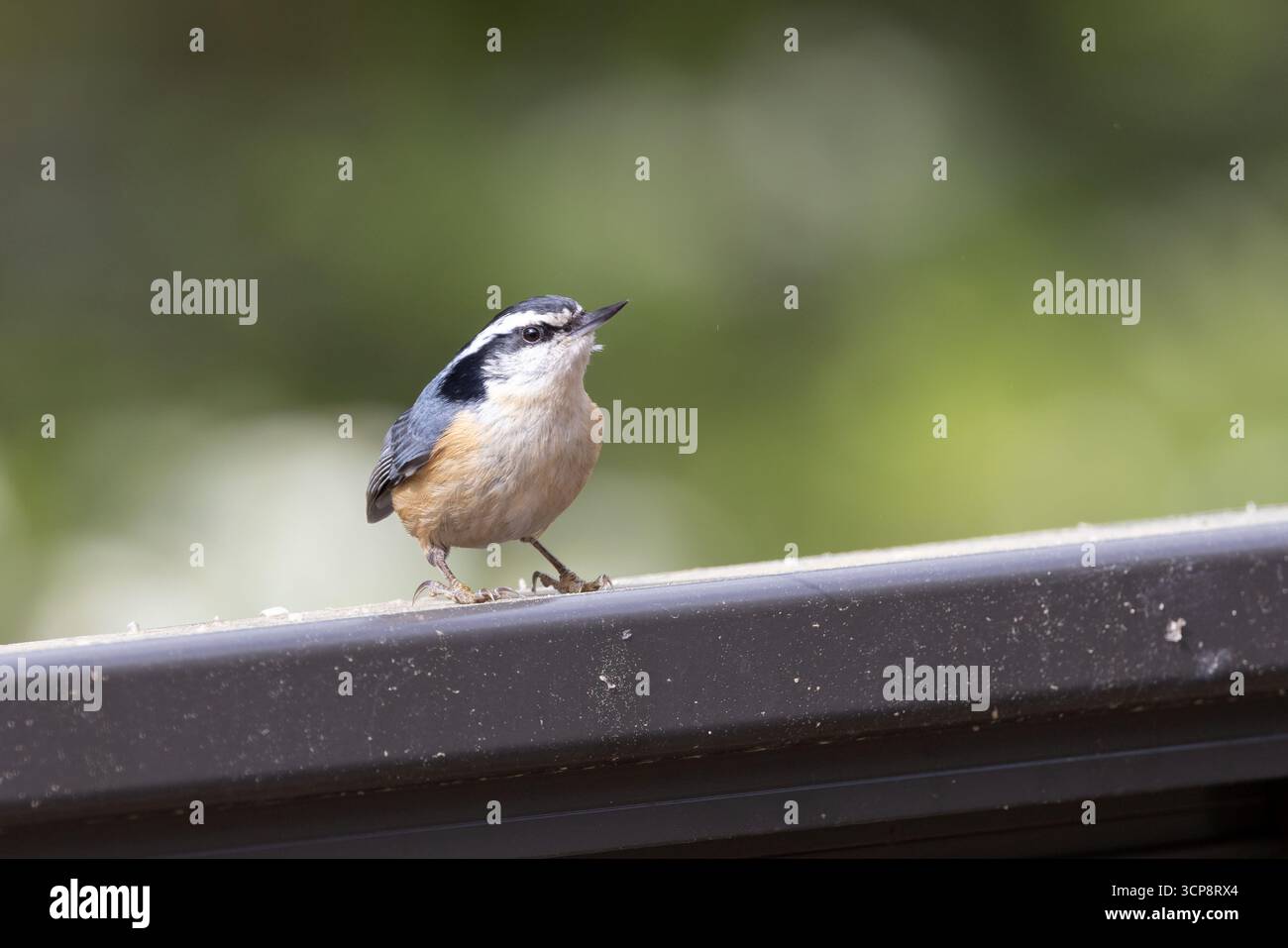 Ein roter Nuthatch auf einer Schiene mit sauberem Hintergrund Stockfoto