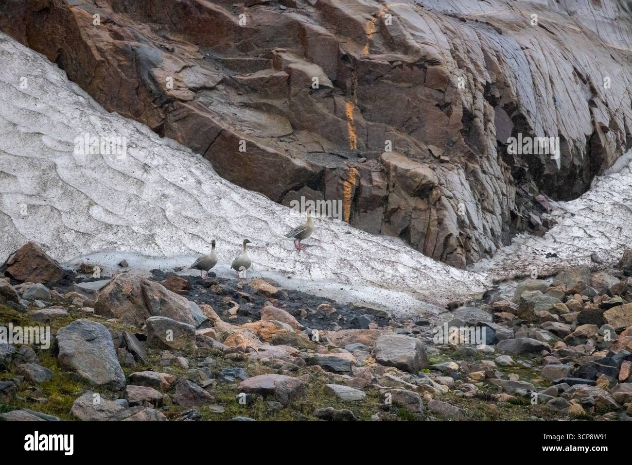 Drei rosafarbene Gänse stehen im Schnee in Grönland Stockfoto