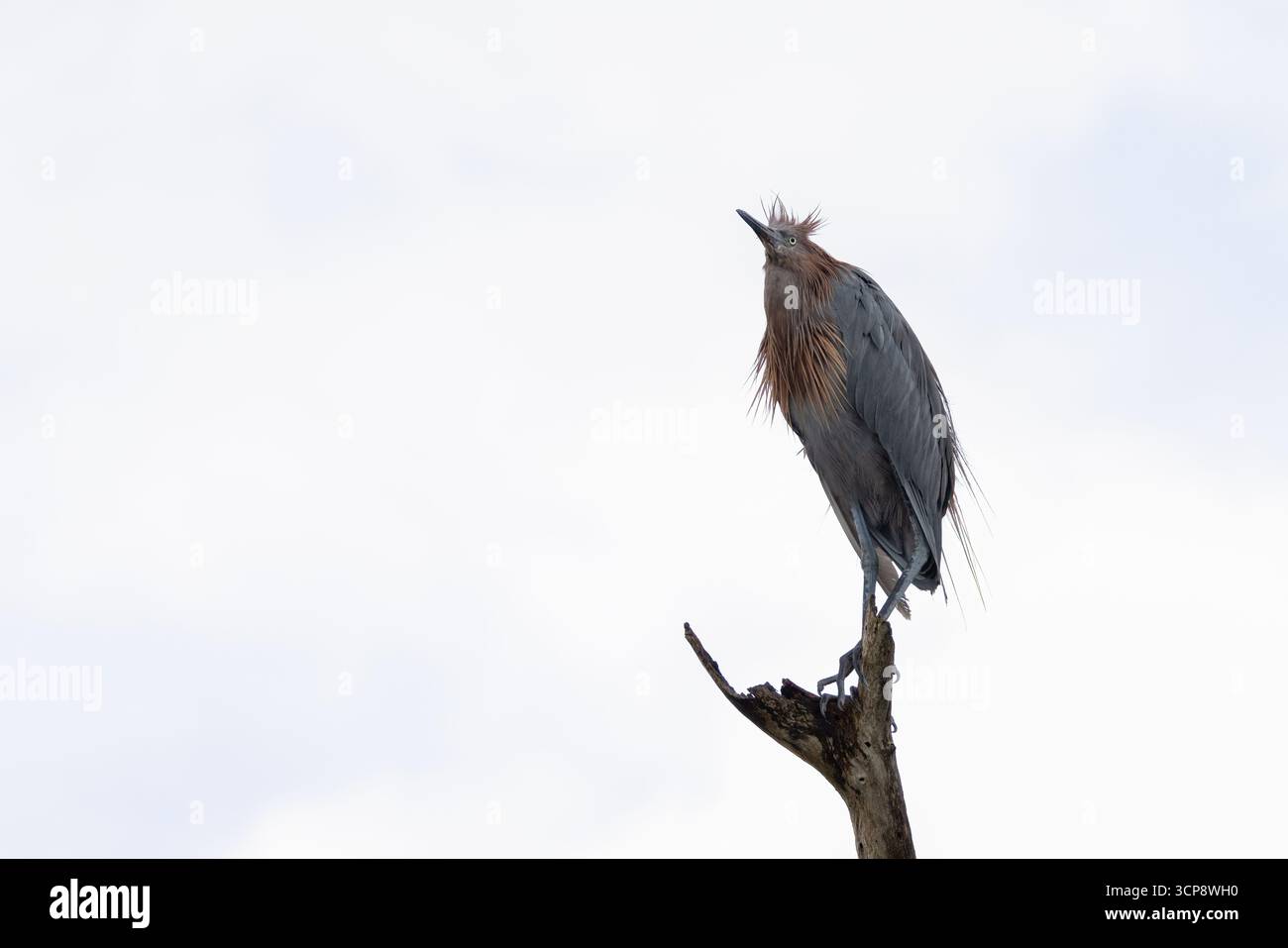 Ein rötlicher Reiher, der auf einem toten Baum thront Stockfoto