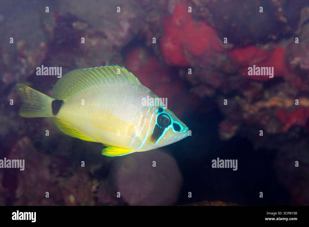 Nahaufnahme von Unterwasserblicken auf die Korallenriffe bei Veracruz, México Stockfoto