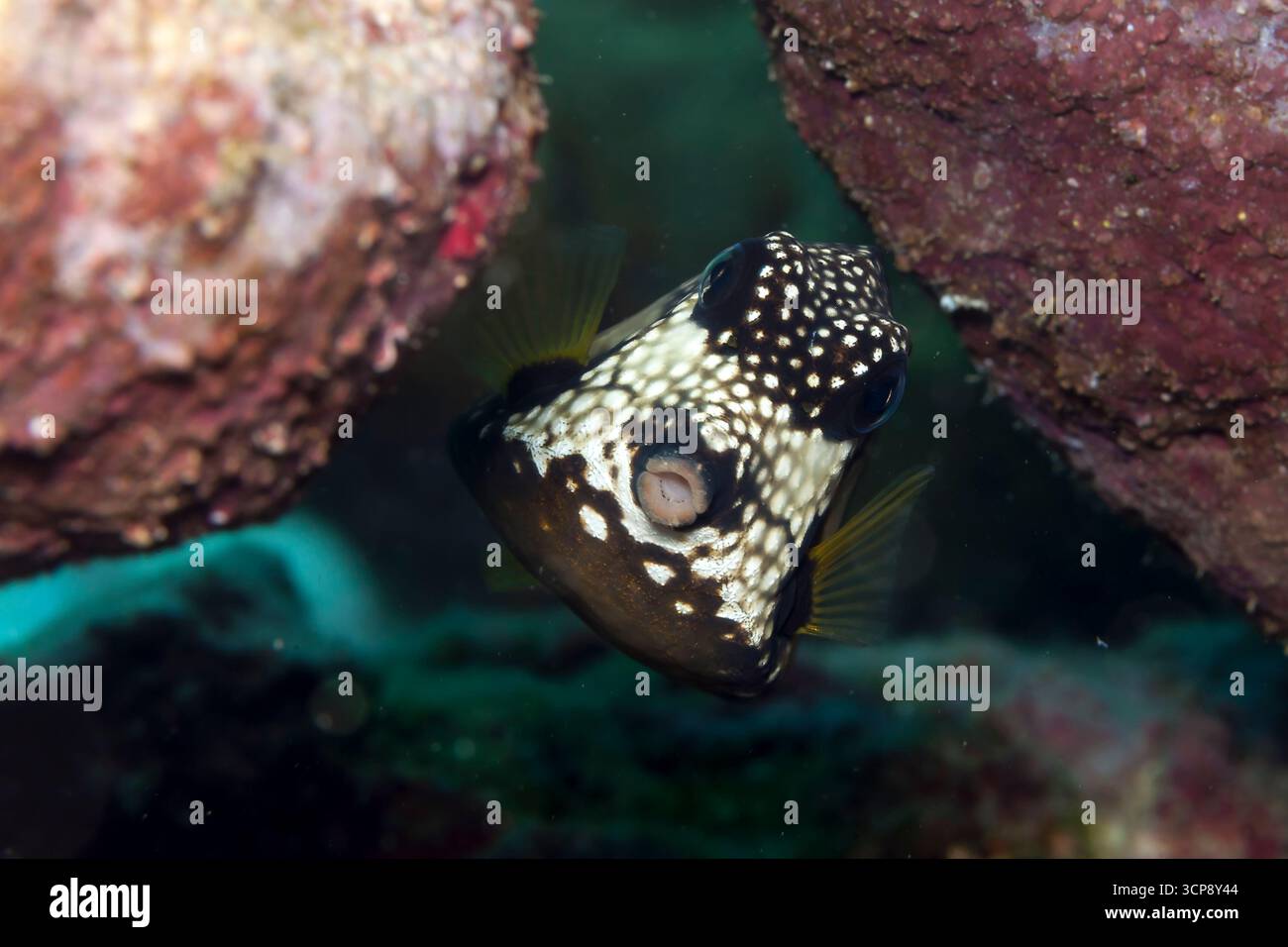 Ein Trunkfish bei Veracruz Korallenriffen, Mexiko Stockfoto