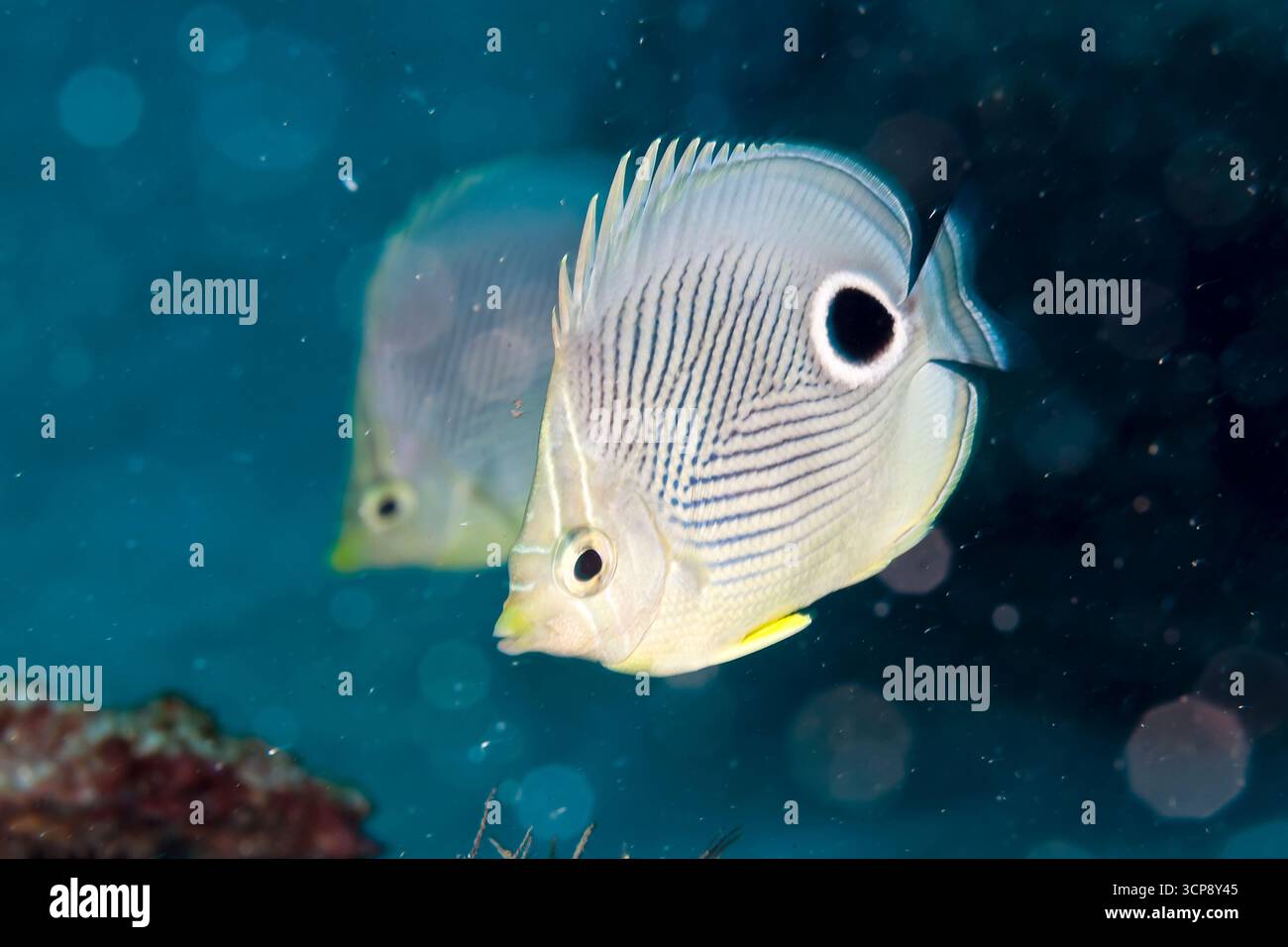 Foureye Butterfly Fish in Veracruz Coral Riffs, Mexiko Stockfoto