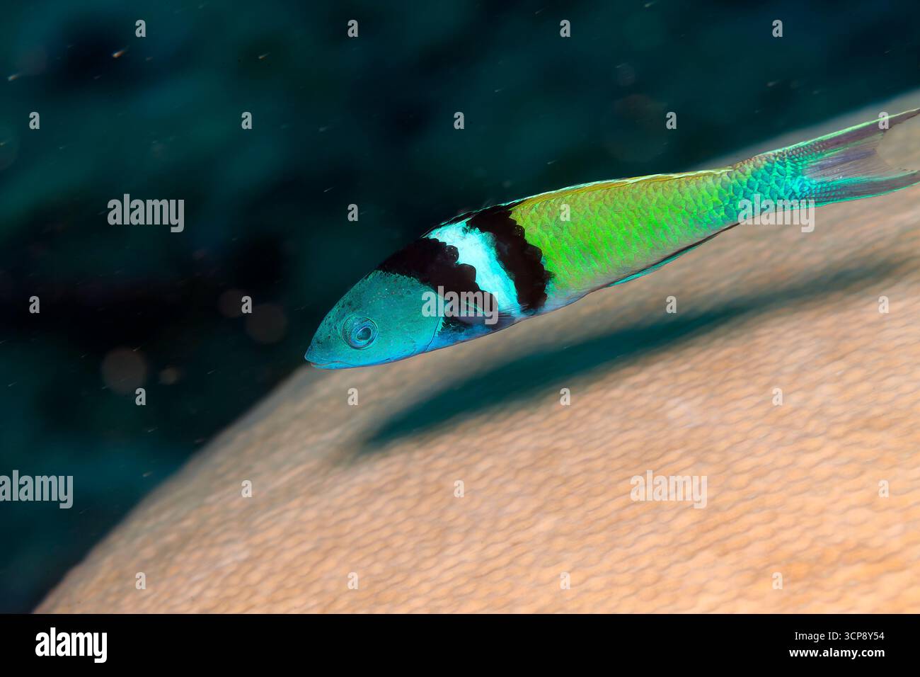 Bluehaed Fish in Veracruz Coral Riefs, Mexiko in Veracruz Coral Riefs, Mexiko Stockfoto