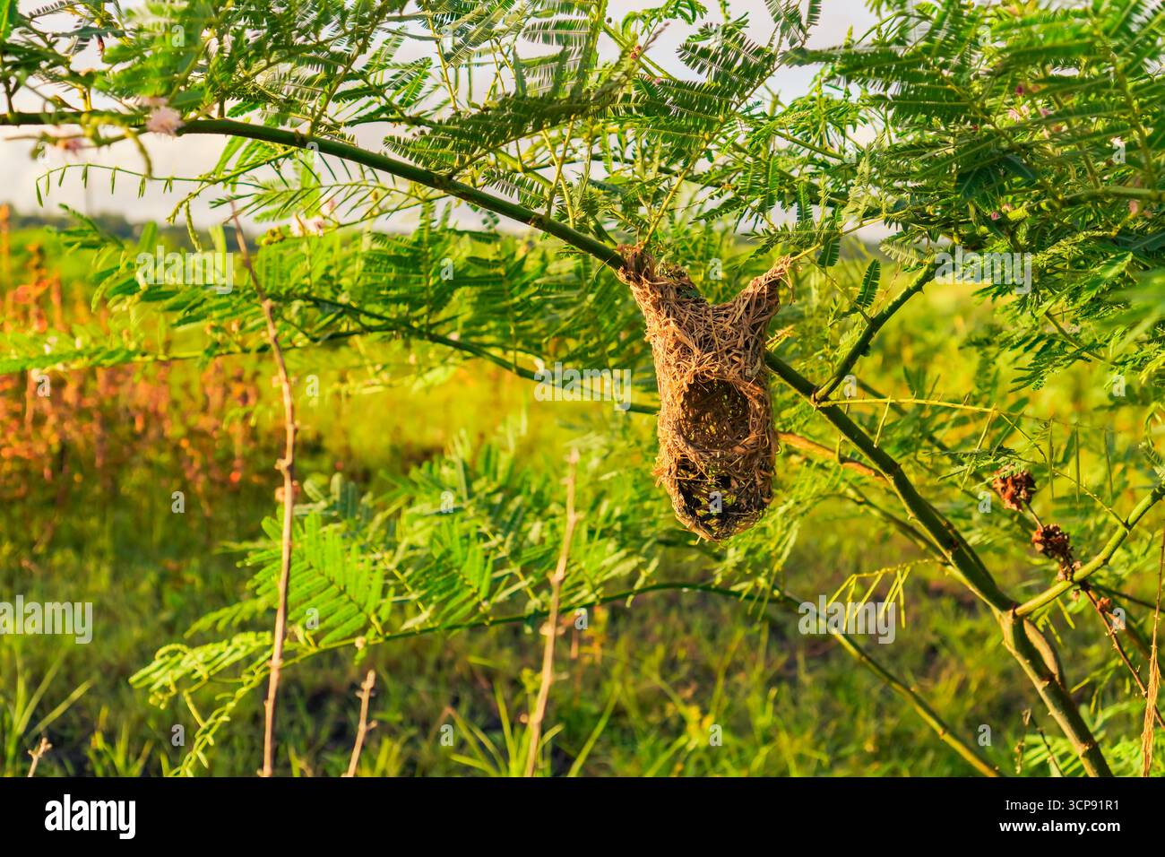 Vogelnest hängt an einem grünen Baumzweig in einem sonnigen Feld Stockfoto