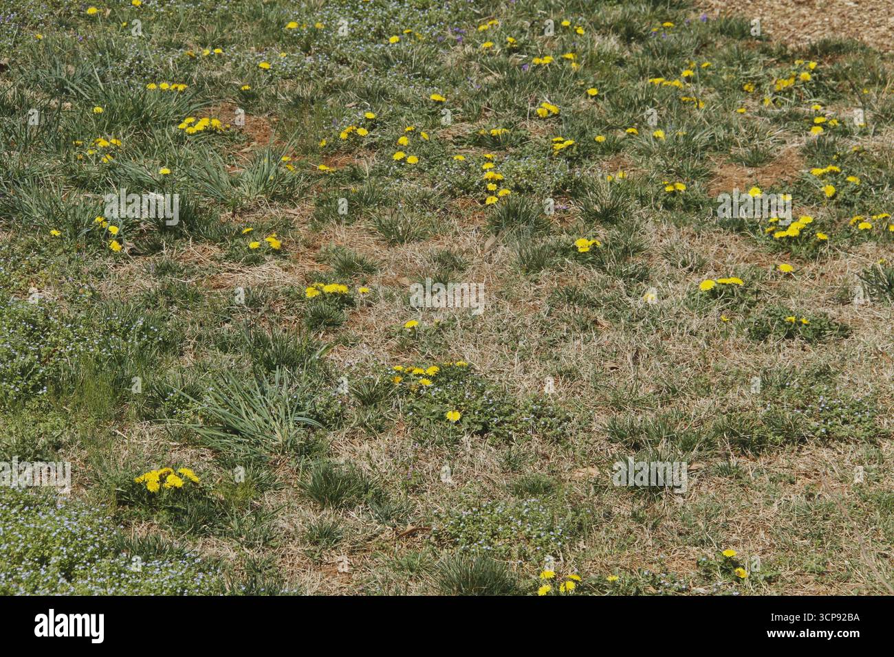 Löwenzahn wächst auf dem Rasen Stockfoto