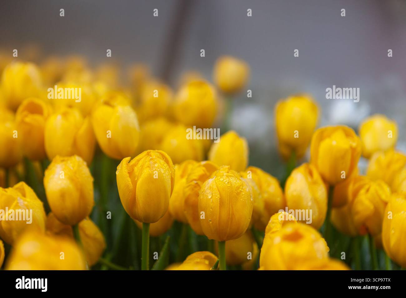 Schöne gelbe Tulpenblüten im grünen Gras und weiße Tulpen im Hintergrund. Blick auf die Blütenknospen am Morgen aus nächster Nähe. Wunderschöner Hintergrund. Stockfoto