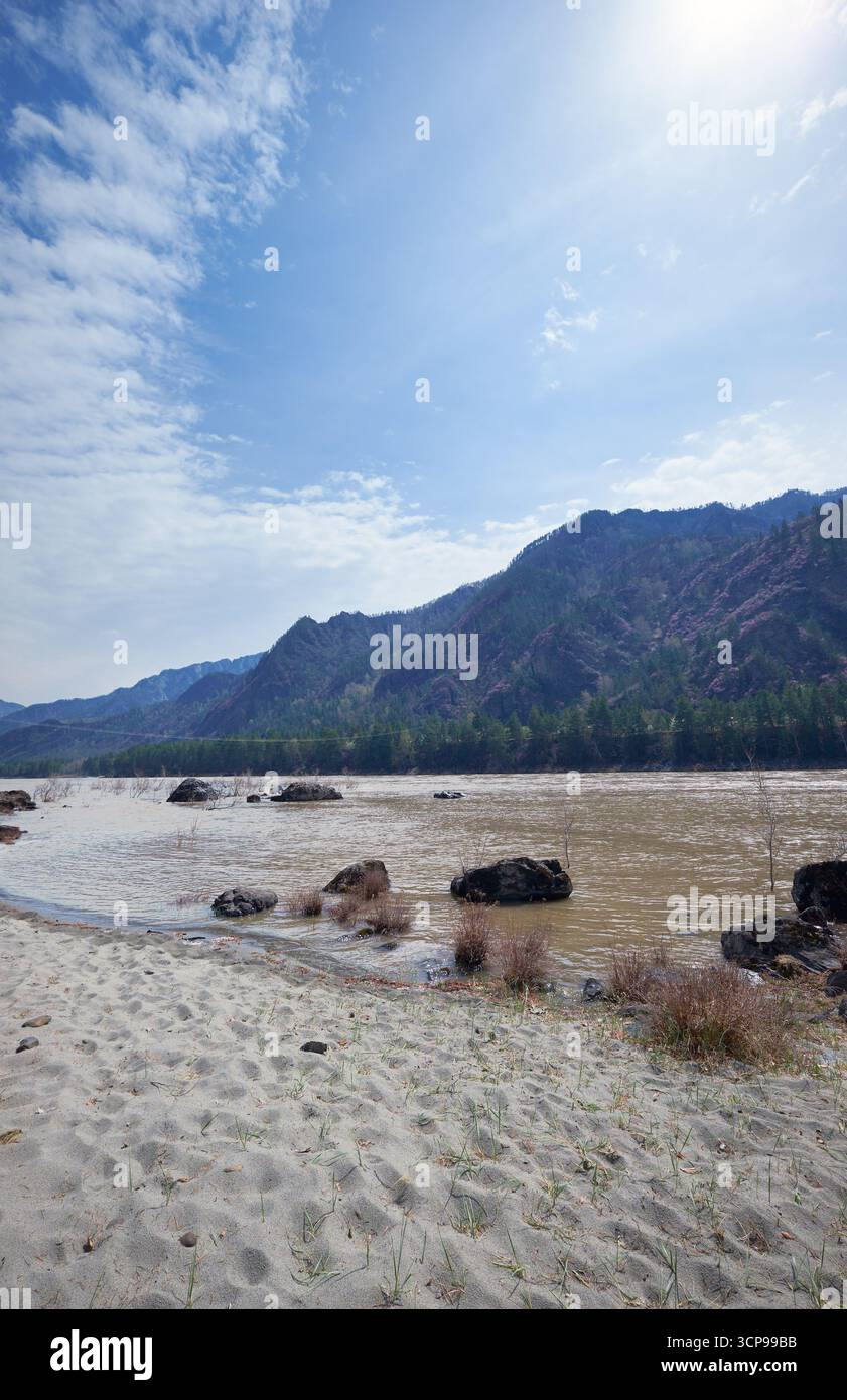 Sandstrand am Ufer des Altai Flusses Katun. Berghänge mit blühenden Rhododendron dauricum Büschen mit Blumen bedeckt. Stockfoto