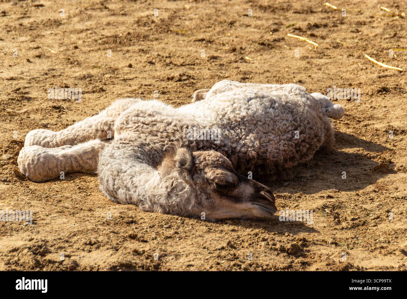 Ein süßes, unscharfes, neugeborenes Kamelkalb, das auf dem warmen, sandigen Boden ruht Stockfoto