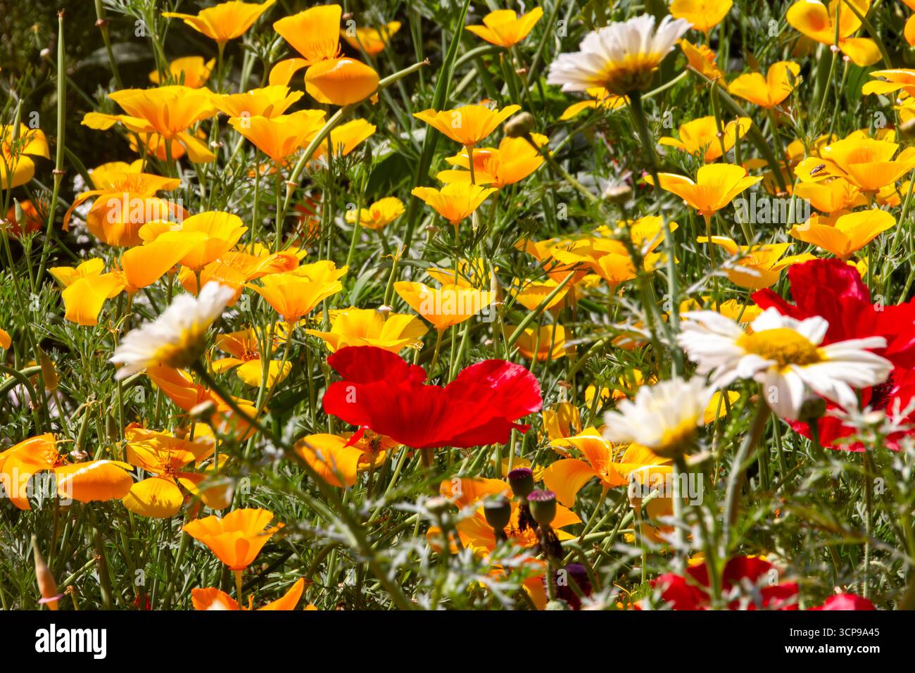 Pulsierendes Feld mit gelbem Mohn und roten und weißen Daisies in einem üppigen Garten unter der warmen Sonne Stockfoto