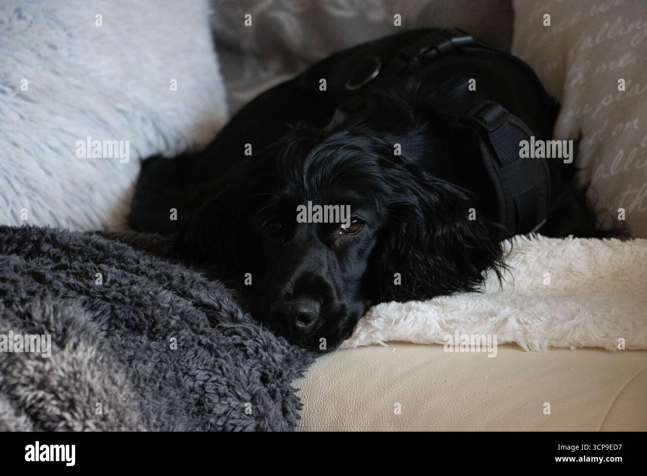 Schwarzer englischer Cocker Spaniel posiert drinnen mit elegantem Fell, ausdrucksstarken Augen und freundlichem Temperament des reinrassigen Hundes. Stockfoto
