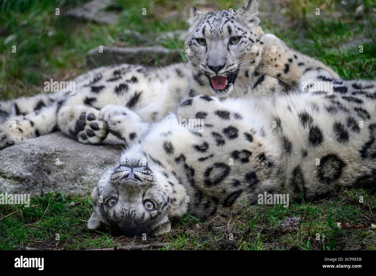 Seattle, Washington, USA. September 2025. Die Snow Leopard Cubs tummeln sich und genießen das kühlere Herbstwetter. Die Cubs wurden im Mai 2024 als Teil der Naturschutzbemühungen des Woodland Park Zoo geboren. Schneeleoparden, „Geister der Berge“, sind kritisch gefährdet und selten in freier Wildbahn zu sehen. Die Jungtiere sind Teil eines Plans zur Erhöhung der genetischen Vielfalt innerhalb der Arten. Der Woodland Park Zoo arbeitet mit zahlreichen Naturschutzorganisationen zusammen, darunter dem Snow Leopard Trust und der Snow Leopard Foundation of Kirgisistan. (Kreditbild: © Shane Srogi/ZUMA Press Wire) NUR REDAKTIONELLE VERWENDUNG! Nicht Stockfoto