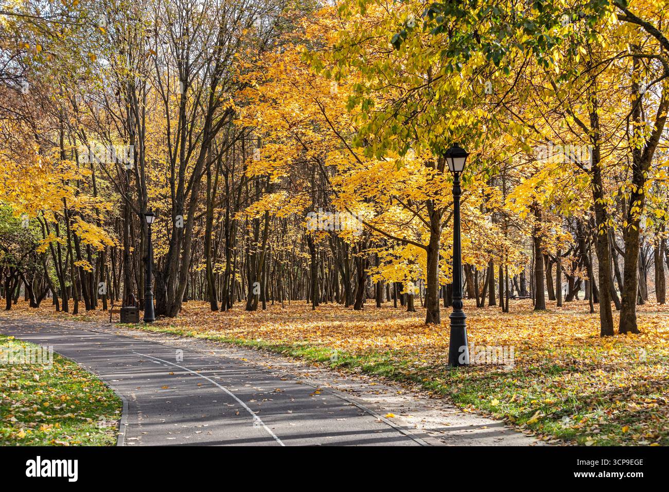 Herbstlandschaft mit einem Fußweg und Bäumen mit hellgelbem Laub. Stockfoto