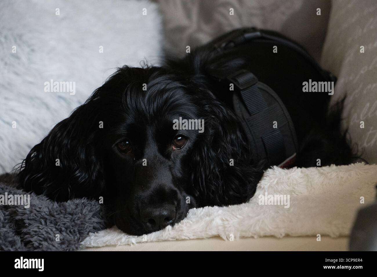 Schwarzer englischer Cocker Spaniel posiert drinnen mit elegantem Fell, ausdrucksstarken Augen und freundlichem Temperament des reinrassigen Hundes. Stockfoto