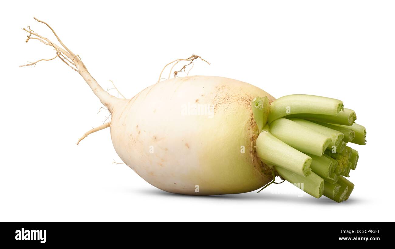 Nahaufnahme von weißem Rettich mit frischen Blattstielen und faserigen Wurzeln, isoliertem weißen Hintergrund, essbarem rohem Gemüse, natürlichem, gesundes Essen Stockfoto