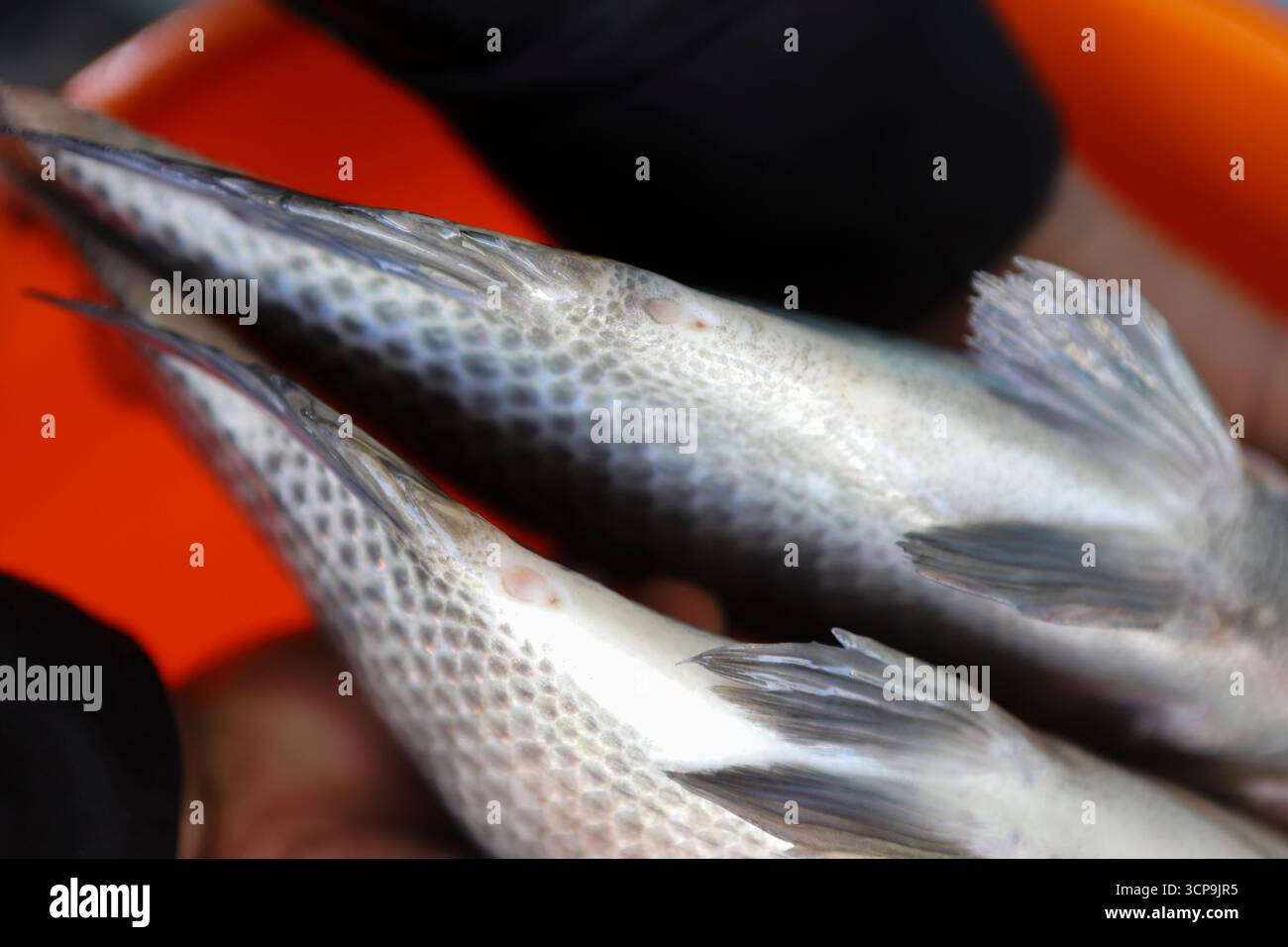 Nahaufnahme der Genitalpapille einer Niltilapie (Oreochromis niloticus), die zur Identifizierung des Geschlechts der Fische verwendet wird. Stockfoto