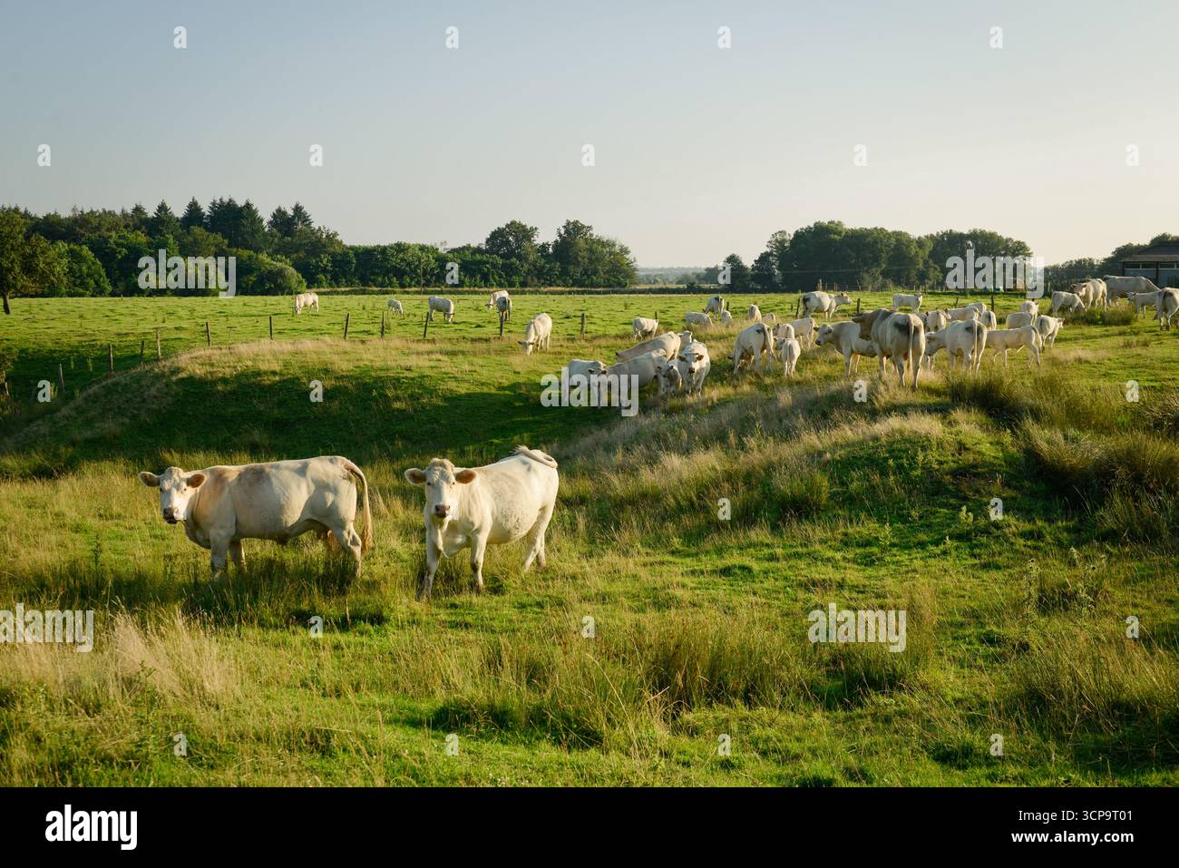 Herde Charolais-Kühe auf einer Wiese Stockfoto