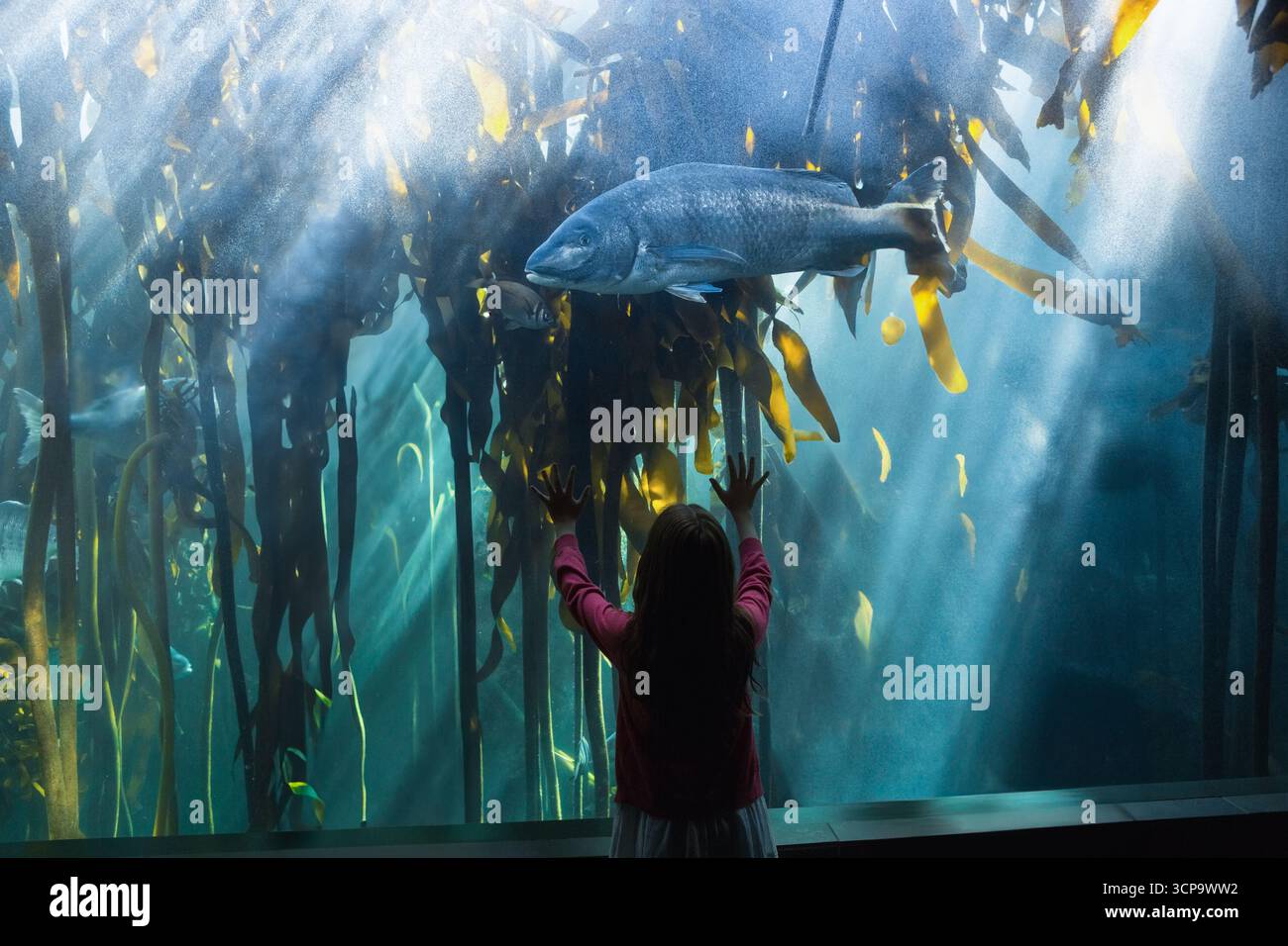 Weibliches Kind, das Glas drückt und auf die öffentliche Aquarienseetangausstellung mit silberblauen Fischen blickt Stockfoto