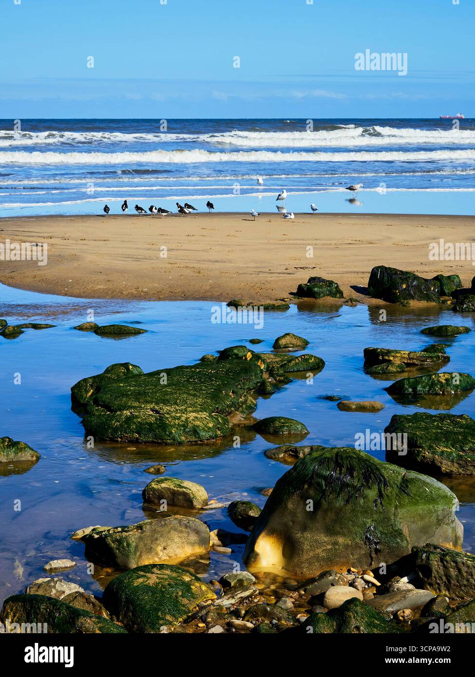 Austernfänger an der Küste einer felsigen Küste. Stockfoto