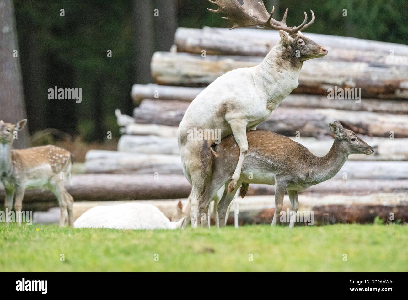 Damwild zum Brunfthöhepunkt Stockfoto