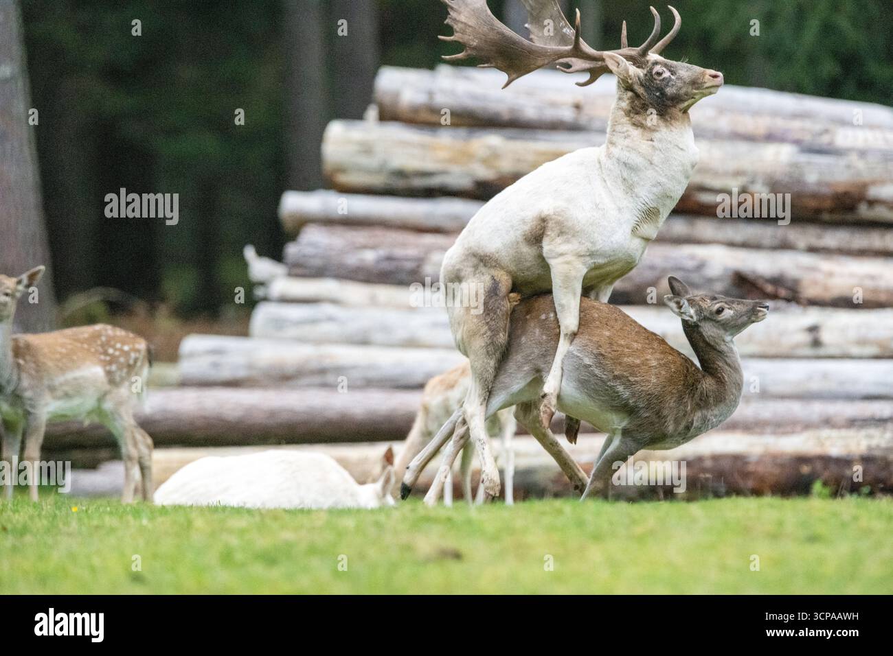 Damwild zum Brunfthöhepunkt Stockfoto