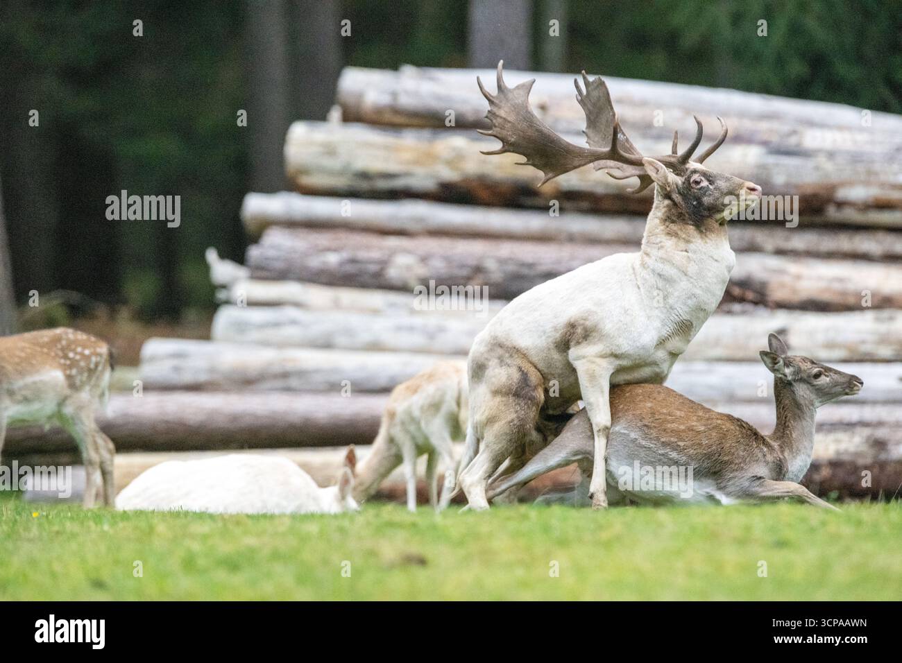 Damwild zum Brunfthöhepunkt Stockfoto