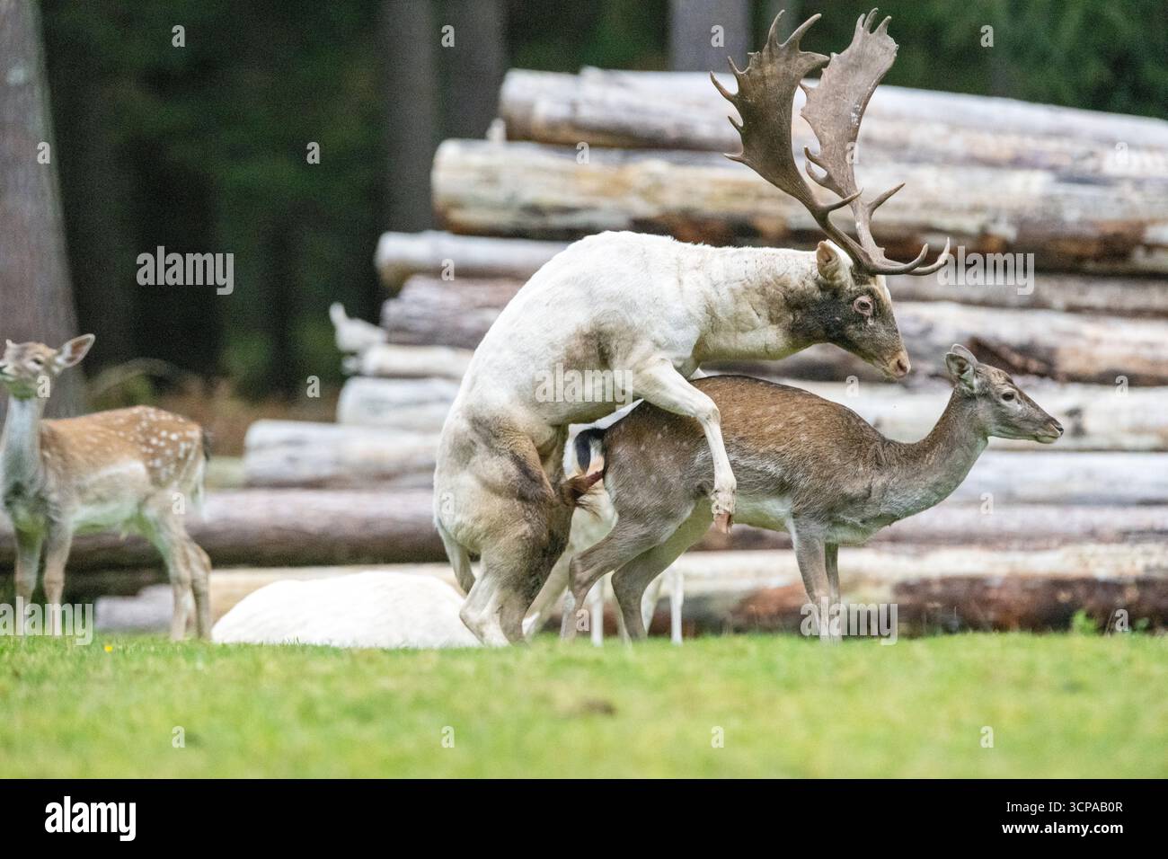 Damwild zum Brunfthöhepunkt Stockfoto