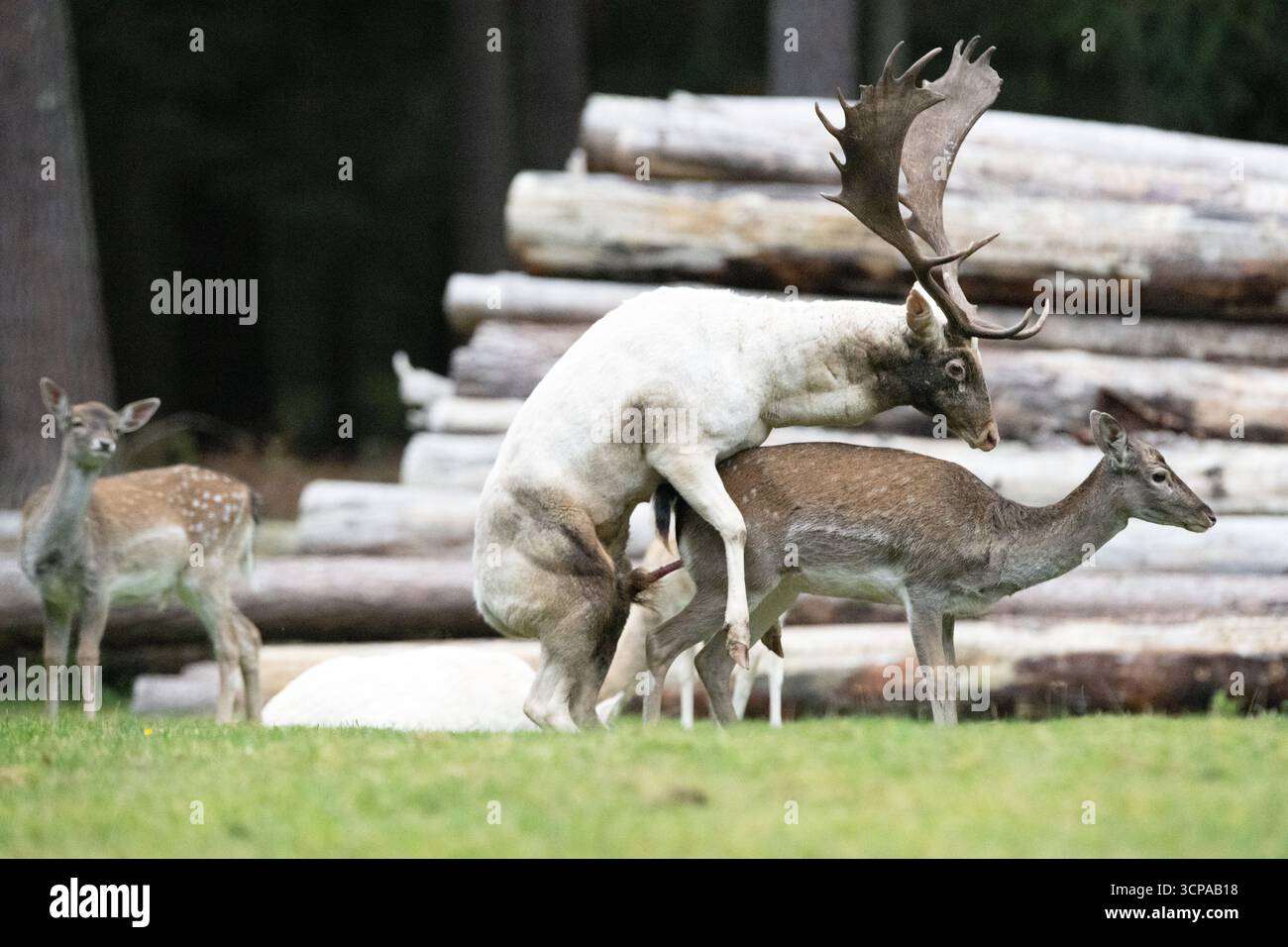 Damwild zum Brunfthöhepunkt Stockfoto