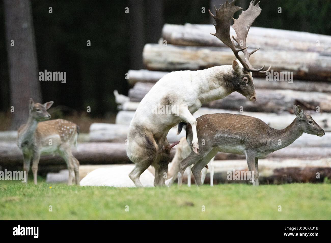 Damwild zum Brunfthöhepunkt Stockfoto