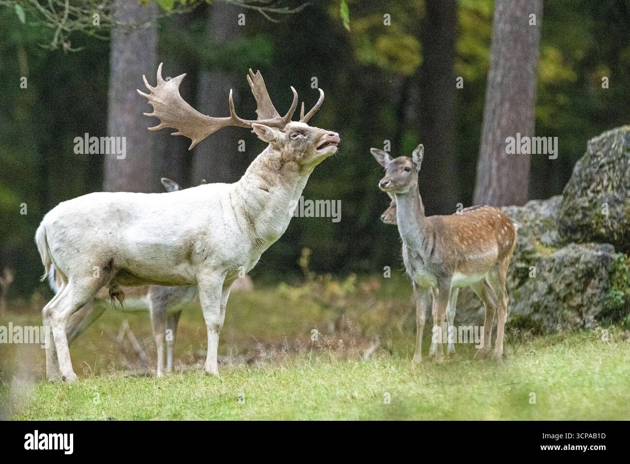 Damwild zur Brunftzeit Stockfoto