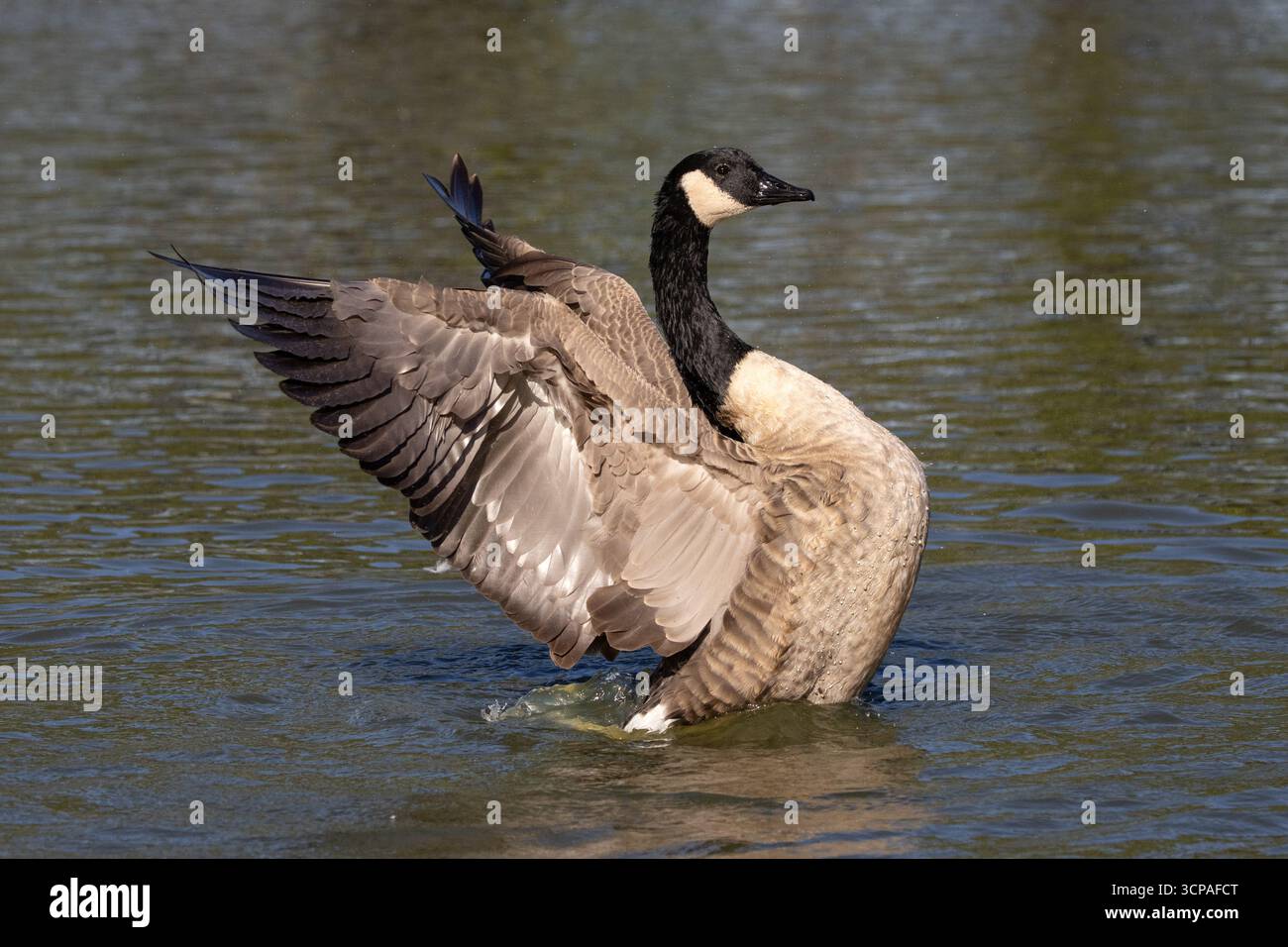 Kanada-Gans mit den Flügeln Stockfoto
